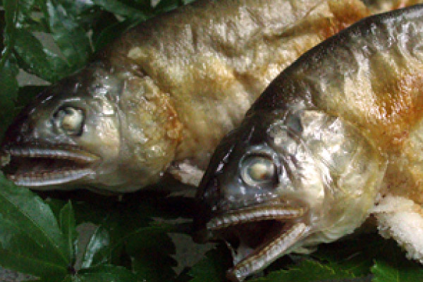 秩父温泉 湯の宿 和どう