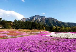 芝桜の丘