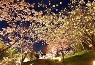 通り抜けの桜